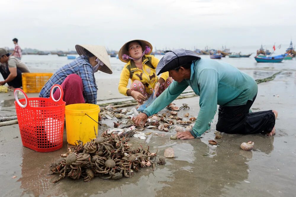 Удивитель. Рыболовство в Юго Восточной Азии. Вьетнам рыболовство. Вьетнам рыбаки. Вьетнамский рыбный рынок.