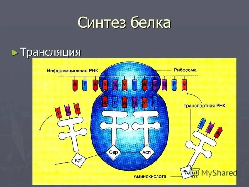 Схема синтеза белка в рибосоме трансляция. Схема синтеза белка в рибосоме. Трансляция биология Синтез белка. Биосинтез белка рисунок рибосома.