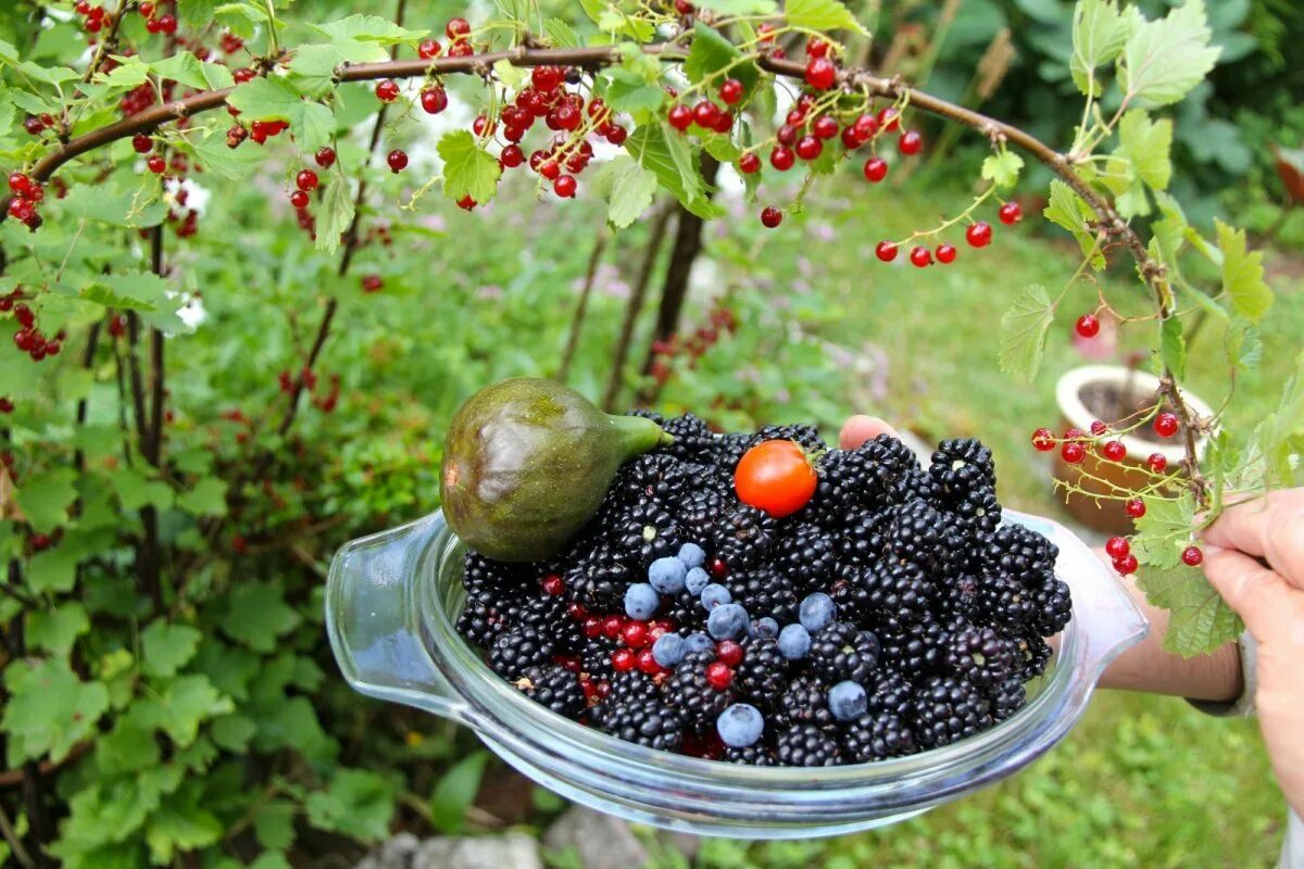 Кустарник смородина крыжовник. Смородина, крыжовник, малина, ежевика. Плодовые кустарники (смородина, крыжовник, жимолость). Смородина ежевика крыжовник. Малина смородина крыжовник.