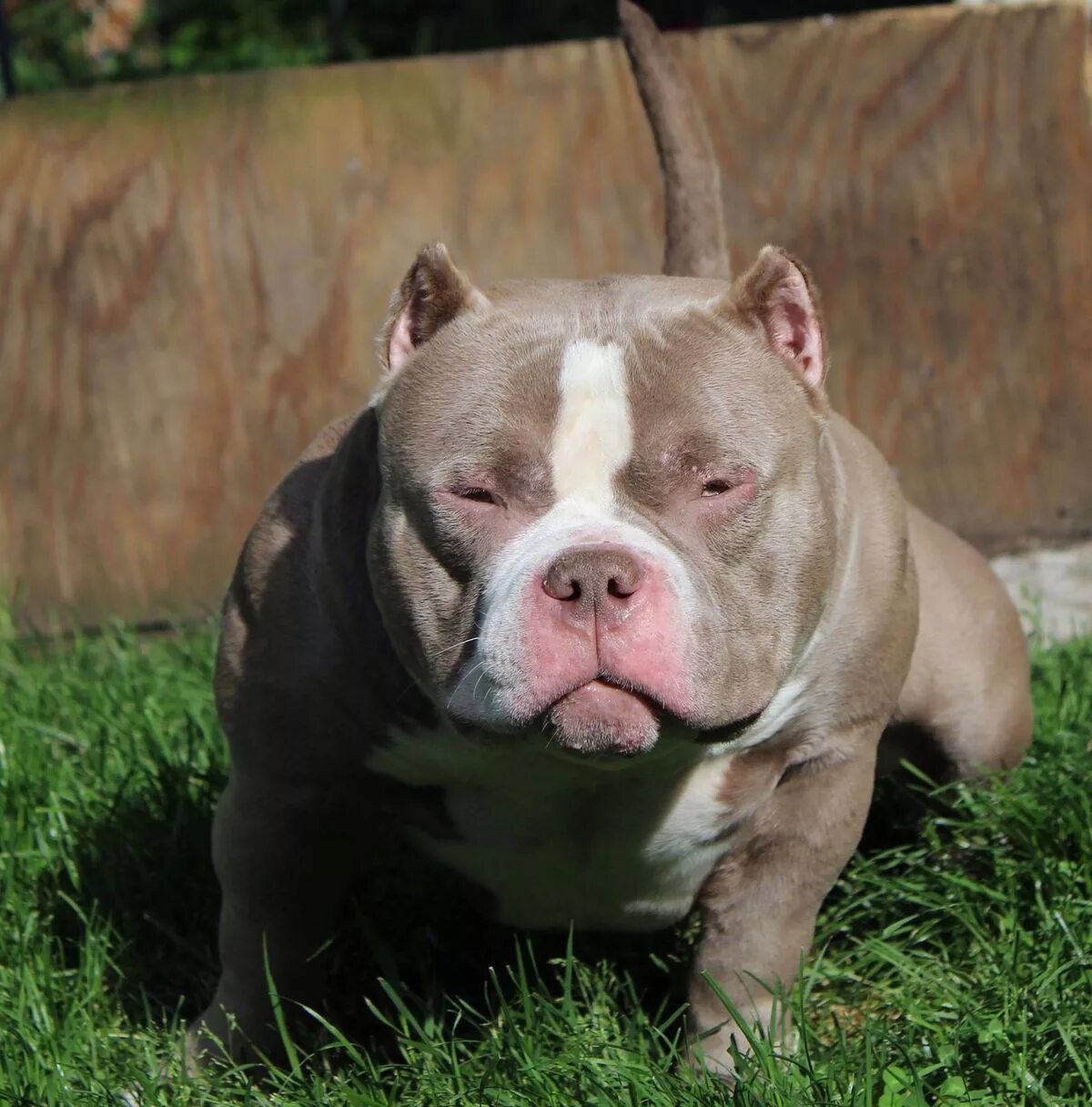 Best bully