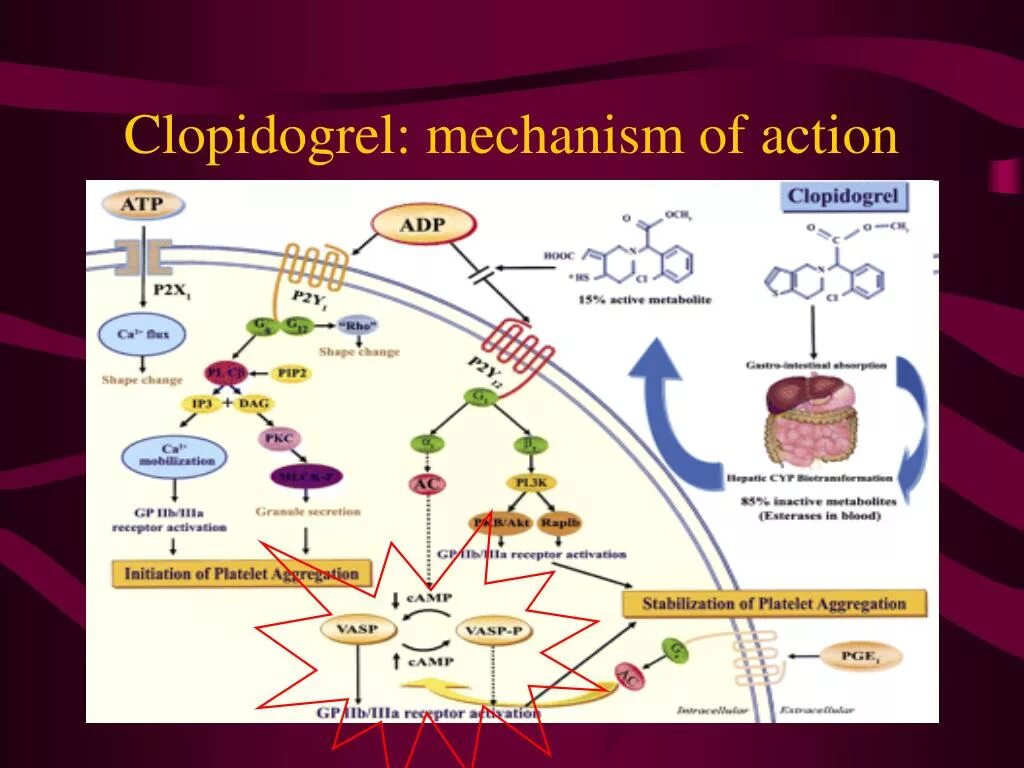 Clopidogrel mechanism of Action. Клопидогрель механизм действия. Механизм действия клопидогреля. Aspirin mechanism of Action. Клопидогрел механизм действия