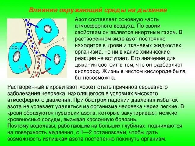 Влияние окружающей среды на дыхание. Схема газообмена в легких и тканях. Газообмен в органах и тканях человека. Влияние окружающей среды на процесс дыхание человека. Углекислый газ можно дышать