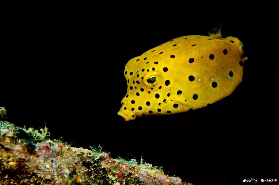 Рыбка кузовок кубик. Рыба жёлтый кузовок кубик. Рыбка коробочка. Boxfish рыба. Рыба жёлтый кузовок кубик.