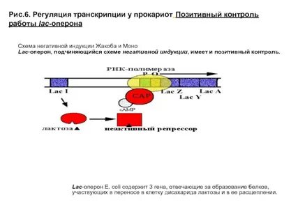 Позитивная репрессия