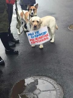 Отстрел бездомных