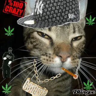 Cats gang bot