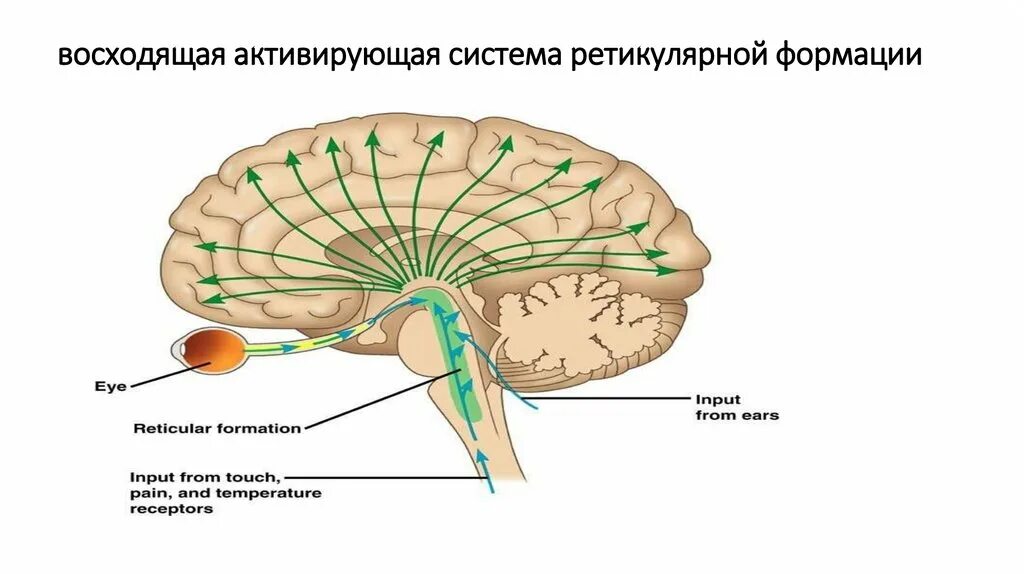 Ретикулярная формация головного мозга. Ретикулярная формация гистология. Схема активирующей ретикулярной формации. Активирующее влияние ретикулярной формации.