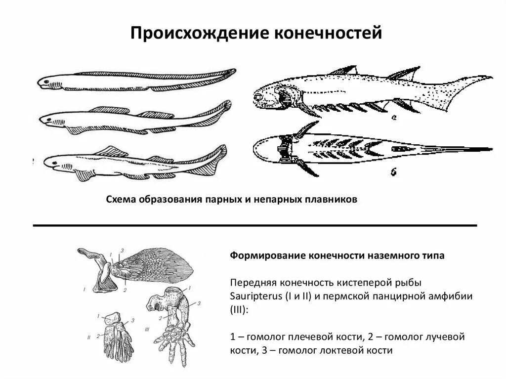 Какие плавники рыбы парные какие непарные. Схема строения парных конечностей наземных позвоночных. Происхождение и развитие парных конечностей позвоночных животных. Конечности рыб. Конечности костных рыб.
