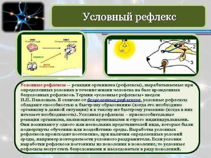 Условные рефлексы у человека. Роль безусловных рефлексов в жизни человека. Элементарные условные рефлексы. Выработка условного рефлекса у человека. Рефлексом называют реакцию организма