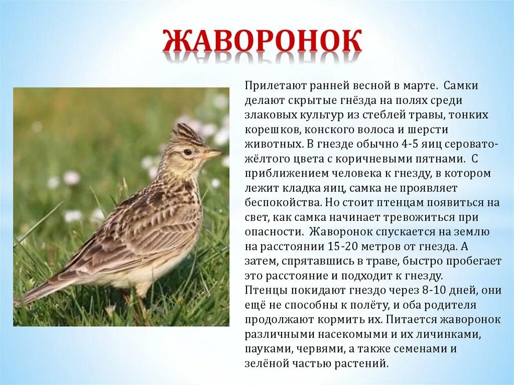 Жаворонок краткое описание для детей. Жаворонок полевой кратко. Полевой Жаворонок 2 класс окружающий. Полевой Жаворонок Перелетная. Где живет жаворонок