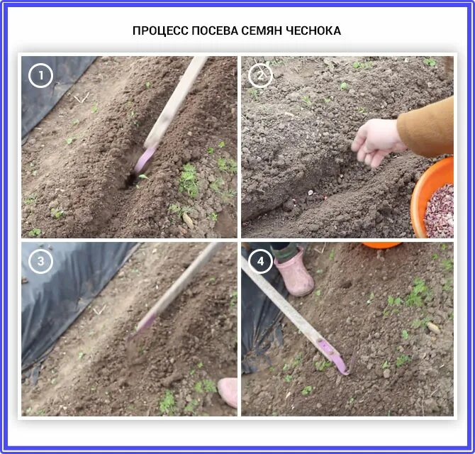 Через какое расстояние сажать чеснок на зиму. Схема посадки чеснока. посадка чеснока механизированным способом. чеснок схема посадки под зиму на глубину. посадка чеснока в бороздки.