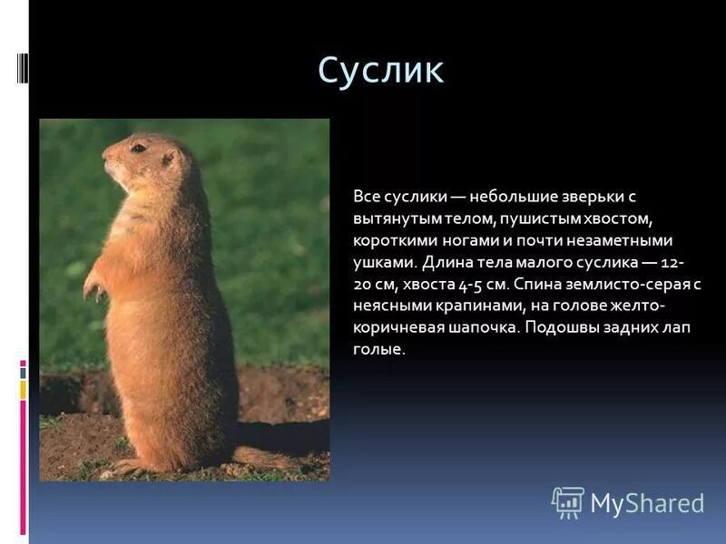 Степные животные сообщение 4 класс. Описание суслика степной зоны. сообщение о суслике. суслик кратко. суслик описание.