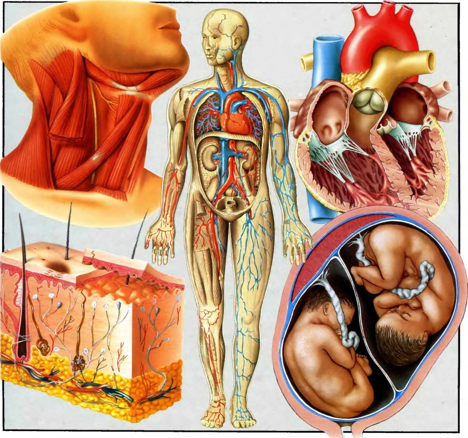 Организм человека и сам человек. Анатомия человека. Анатомический атлас. Атлас тела человека. Физиология человека.