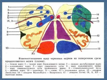 Продолговатый мозг нервы