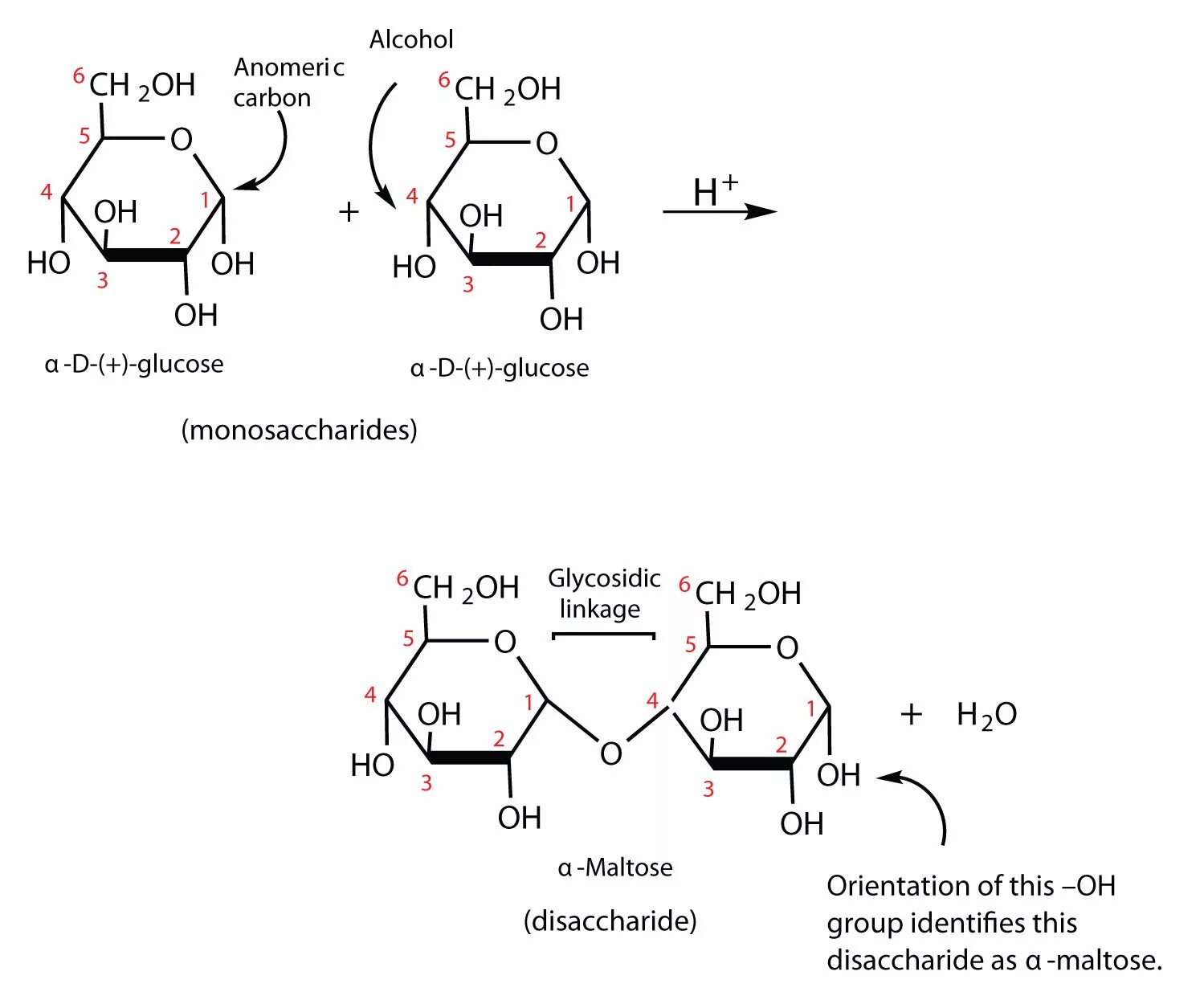 Disaccharides. Мальтотриоза. Мальтотриоза формула. Amylase Maltose. Глюкоза углерод вода