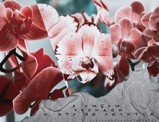 118-007 орхидея. Орхидеи для любимой. Орхидеи для любимой. Орхидеи любовь. Орхидея любимой.