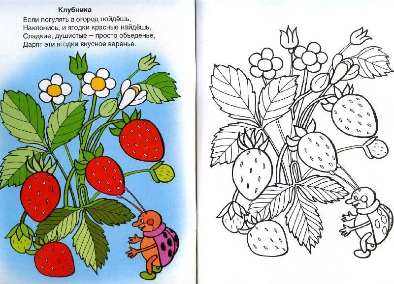 Земляника задание