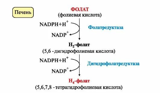 Синтез н4 фолата. Н4 фолат формула. Синтез фолиевой кислоты схема. Синтез фолиевой кислоты в организме.