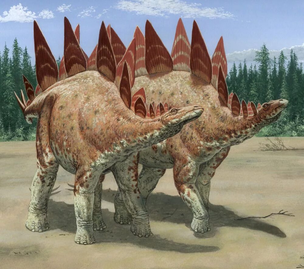 Стегозавр парк Юрского периода. Стегозаурус парк Юрского периода. Стегозавр динозавры Юрского периода. Стегозавр Стегозавр Стегозавр. Травоядные динозавры с шипами