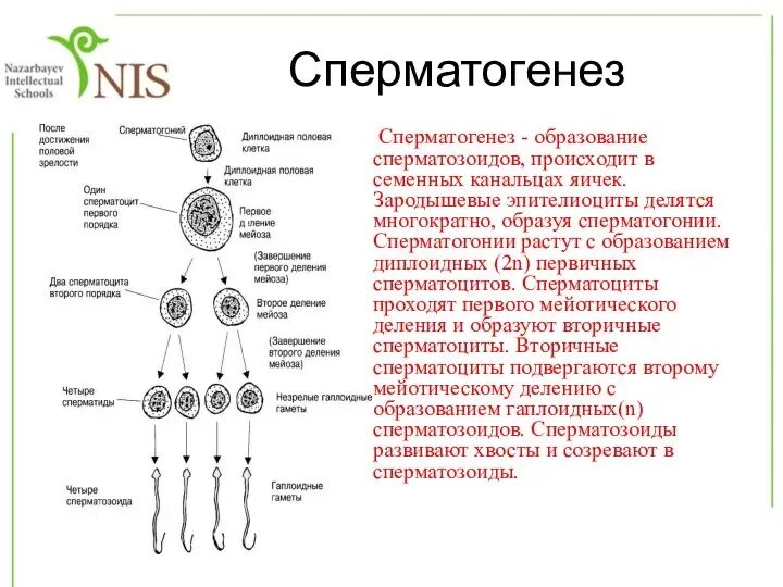 Женские гаметы образуются в результате. Гаметогенез покрытосеменных. Спорогенез и гаметогенез у растений. Гаметогенез голосеменных. Гаметогенез растений схема.