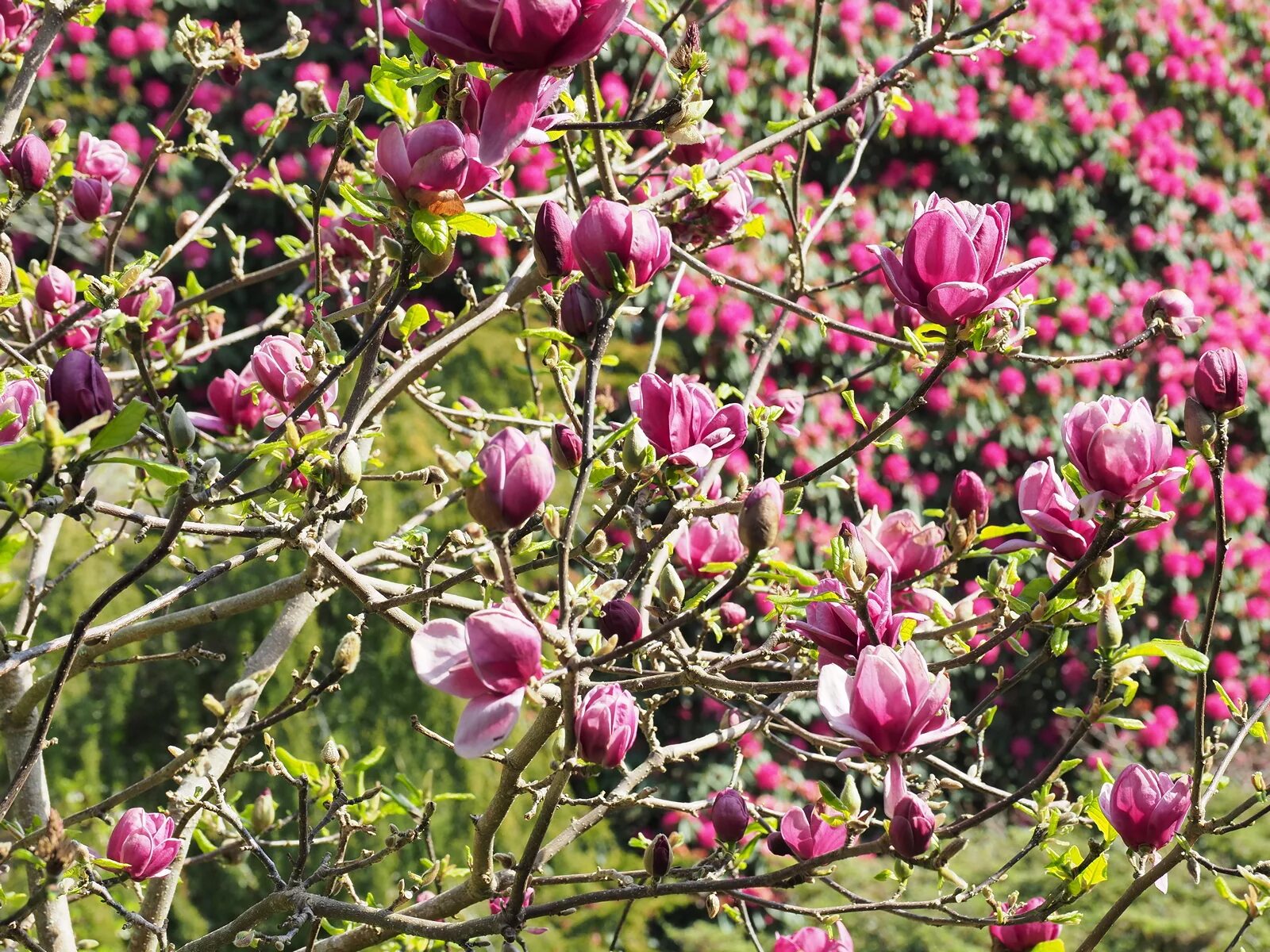 Магнолия дженни описание. Магнолия Дженни. Магнолия Magnolia Genie. Магнолия Дженни (Genie). Магнолия "Genie" (гени).