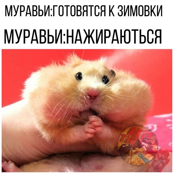Морская свинка с большими глазами. Хомяк селфи. Хомяк в солнцезащитных очках. Хомяк плаксик. Хомяк мем.
