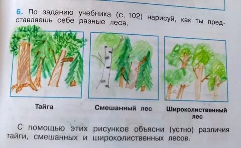Нарисовать смешанный и широколиственный лес