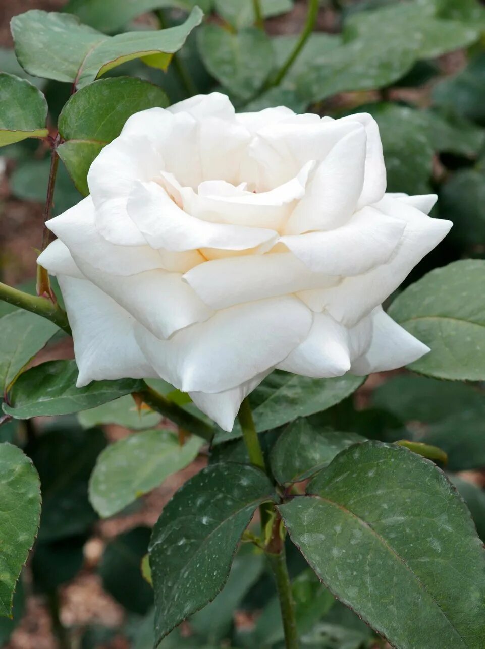 Сорт роз мондиаль. Белые розы сорта. Белые розы сорта. Белые розы сорта. Белые розы сорт мондиаль.