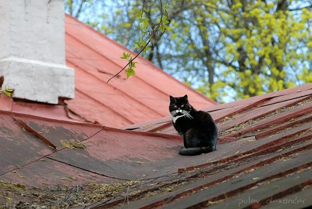 Жил у нас на крыше. Котенок на крыше. Кот гуляет по крыше. Кот на Креге. Кошечка на крыше.