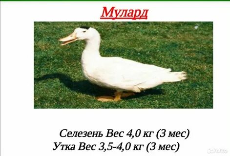 Утки породы черри велли отзывы