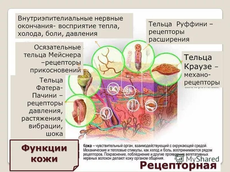Рецепторы кожи воспринимают. Осязание строение. Холодовые и тепловые рецепторы кожи. Рецепторы воспринимающие тепло. Рецепторы (тепловые и холодовые терморецепторы);.