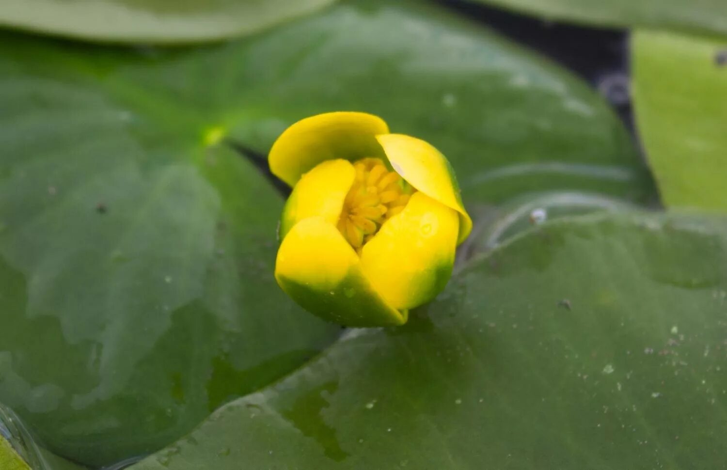 Кубышка малая и кувшинка. Nuphar pumila. Кубышка жёлтая малая. Кубышка желтая водяная Лилия. Как взять кубышку