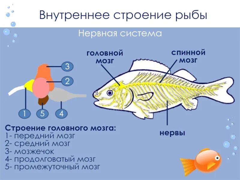 Нервная система рыб 7 класс биология. Нервная система костных рыб схема. Нервная система рыб схема 7 класс. Нервная система рыб 7 класс биология таблица. Появление головного мозга у рыб