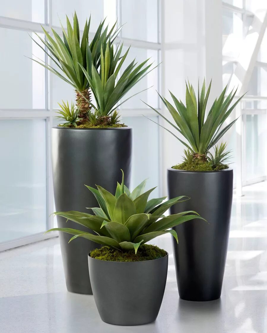 Indoor plants. Юкка в горшке. Замиокулькас + Lechuza. Драцена Юкка. Нолина комнатный цветок.