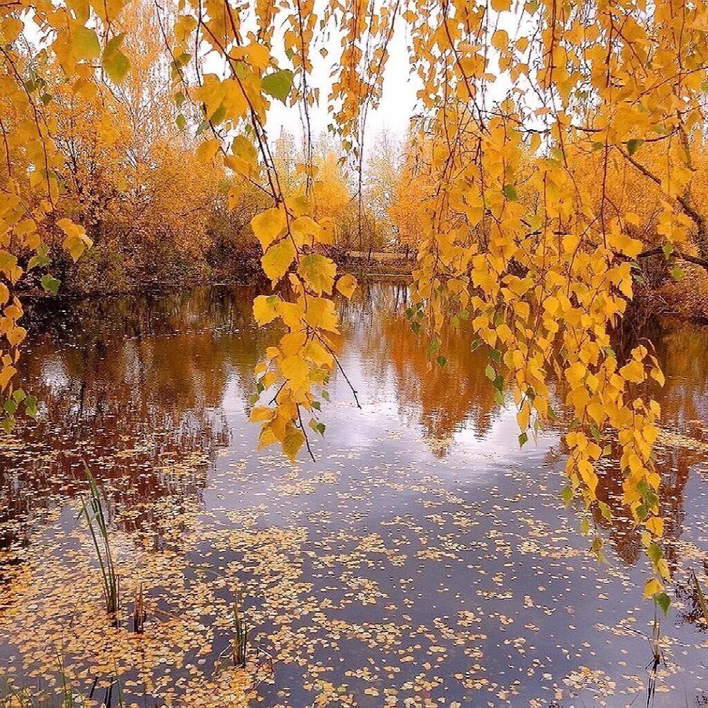 Листья желтые в пруду. Жёлтый лист осенний. Золотая осень. Закружилась осень Золотая. Осень дождь.