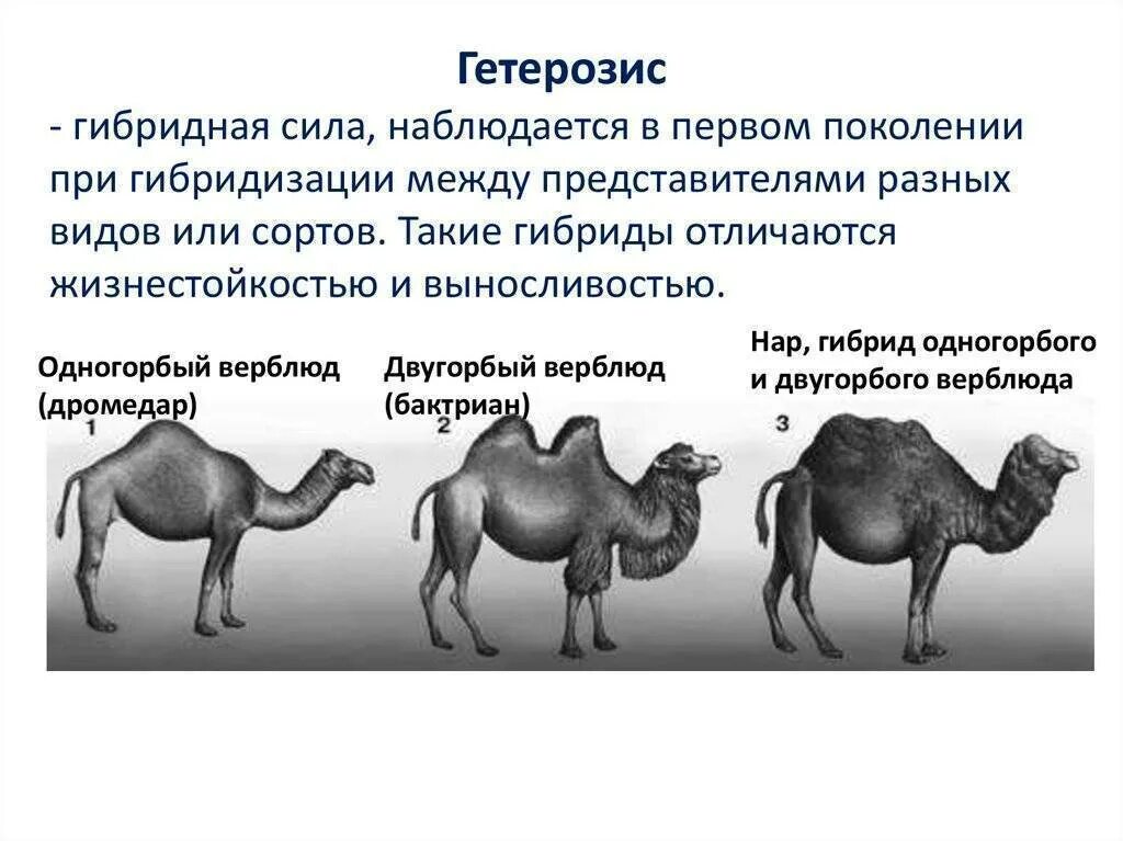 Гетерозис в селекции растений. Методы селекции гетерозис. Метод селекции гетерозиса у животных. Гетерозис гибридная сила.