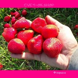 Клубника дели отзывы