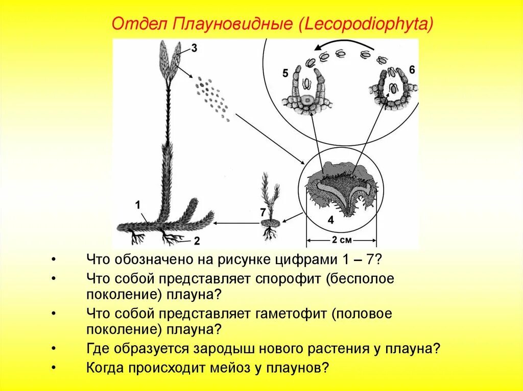 Плауновидные развитие. Строение гаметофита плауна. Жизненный цикл плауна булавовидного. Отдел Плауновидные спорофит. Отдел Плауновидные гаметофит.