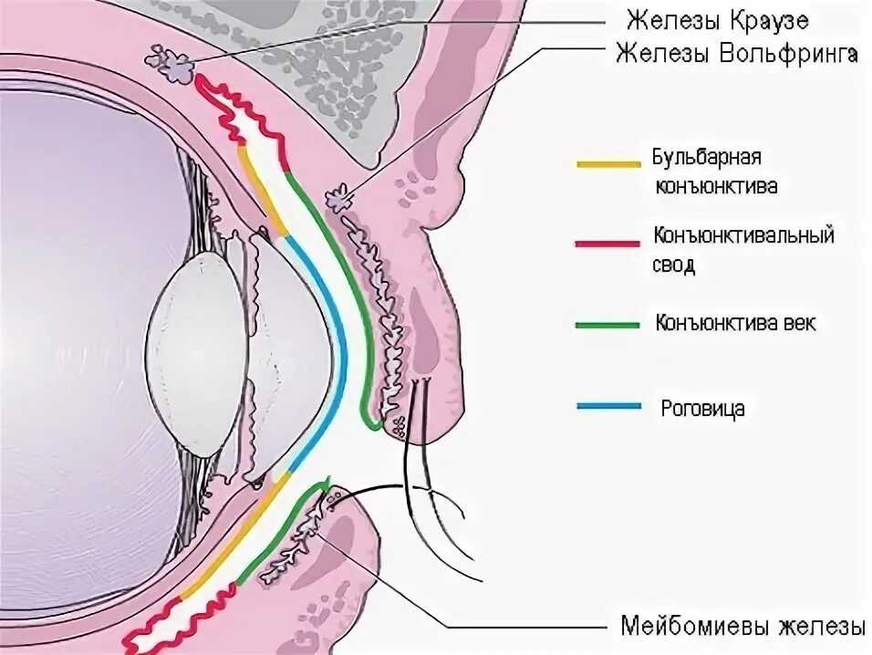 конъюнктивальный мешок глаза где находится. конъюнктивит мешок конъюнктивальный. конъюнктивит мешок конъюнктивальный. строение глаза конъюнктивальный мешок.