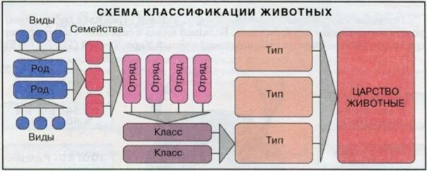 Иерархия таксонов животных. Классификация животных схема. царство животных классификация. систематика животных схема. царство животных классификация схема.