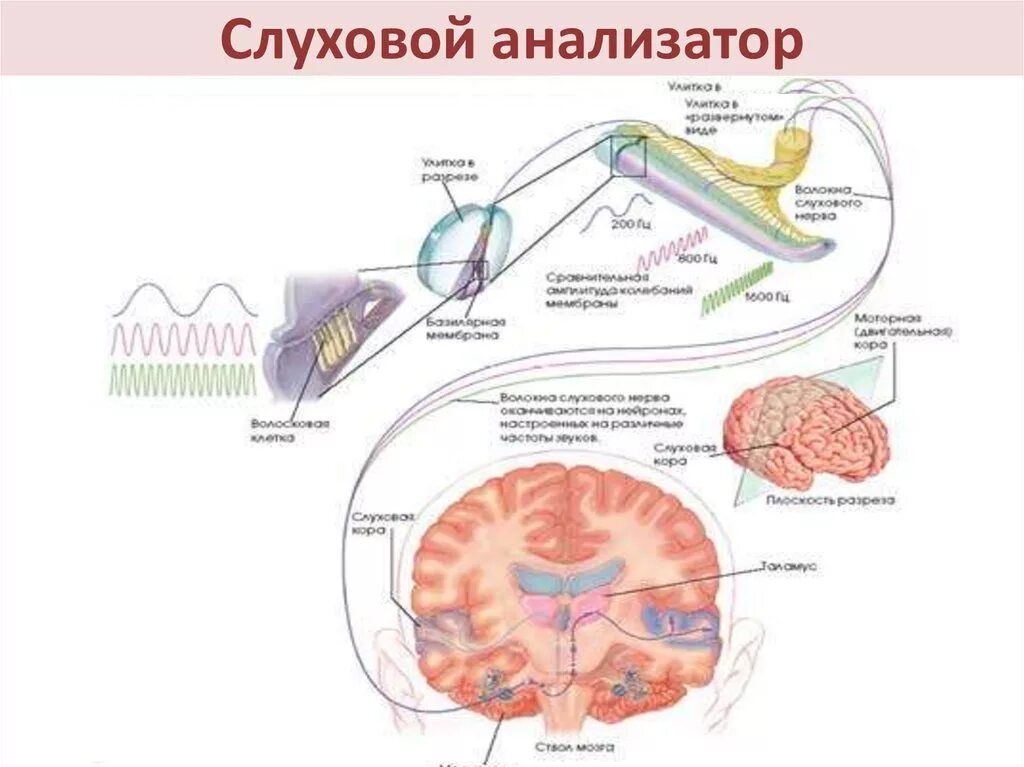 Схема трехнейронной рефлекторной дуги. Ретикулярно спинномозговой путь схема. Схема рефлекторной дуги слуха. Схема простейшей рефлекторной дуги условного рефлекса. Аксон вставочного нейрона.