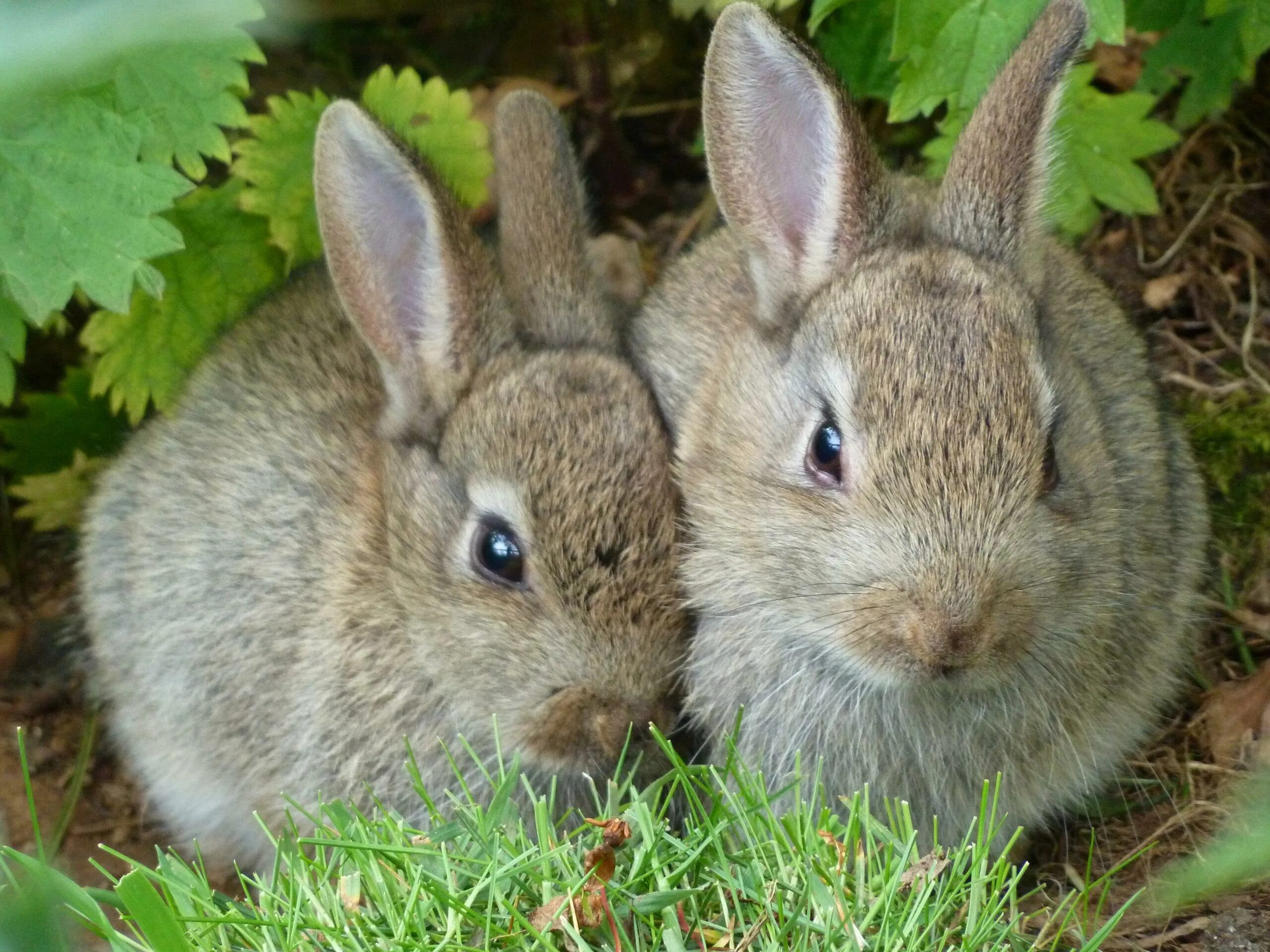 Кролики. Заяц с зайчонком. Зайчик в лесу. Зайчиха с зайчонком. К чему снится кролик живой