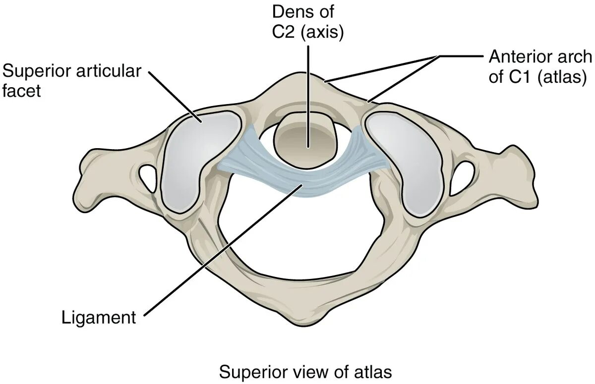 Dens axis
