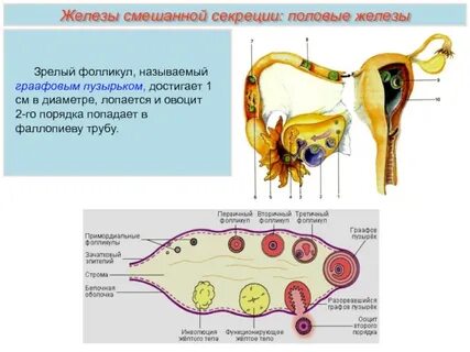Секреция желтого тела