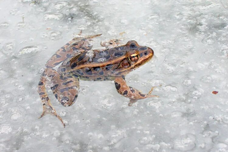 Лягушка зимует. Лягушка во льду. Ледяная лягушка. Анабиоз лягушки