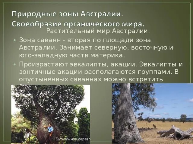 Самая большая природная зона в австралии. Эвкалипт в саванне Австралии. Природные зоны Австралии эвкалипт. Саванны Австралии растительность.