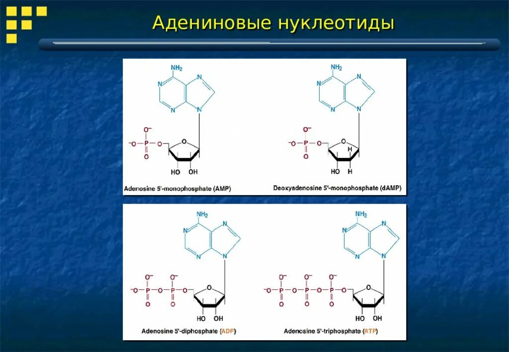 Гуаниновый нуклеотид. Адениновый нуклеотид. Нуклеотиды ДНК. Производные нуклеотидов. Нуклеотид аденозина.