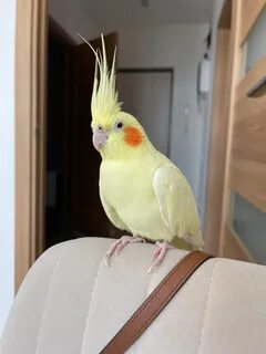 Откуда кореллы