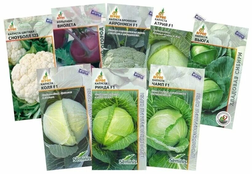 томат агрос хит. семена фирмы агрос новосибирск. томат настя сибирячка агрос. семена фирмы агрос новосибирск. семена томат агрос.