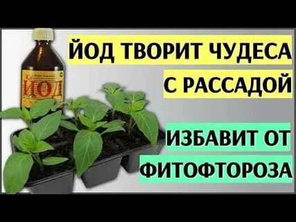 Подкормка рассады помидор молоком и йодом